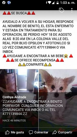 cartel de perro perdido