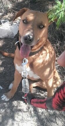 cartel de perro perdido