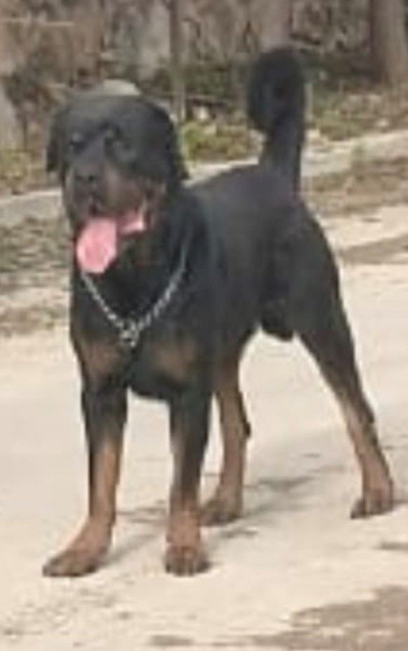 cartel de perro perdido