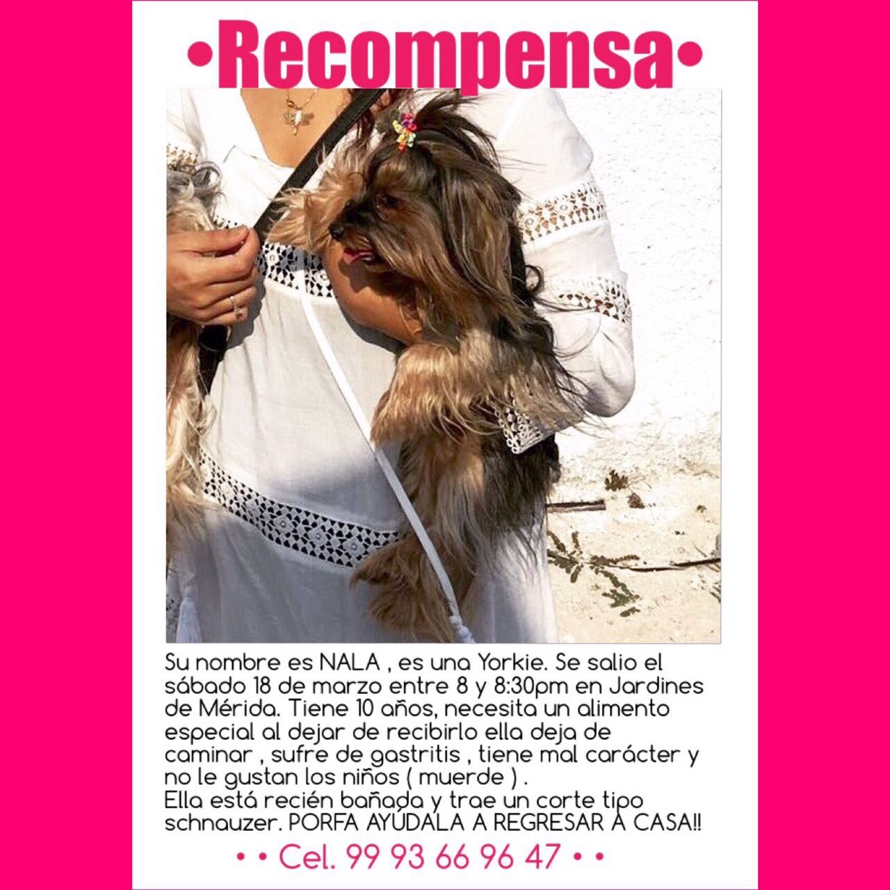 cartel de perro perdido