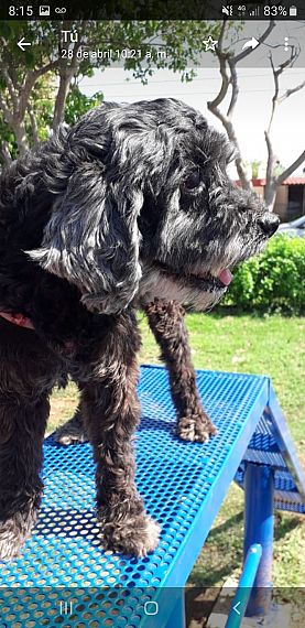 cartel de perro perdido