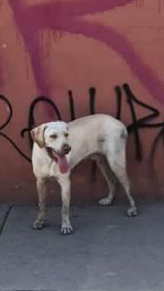 cartel de perro perdido