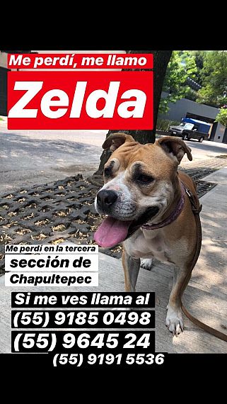 cartel de perro perdido