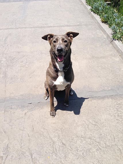 cartel de perro perdido