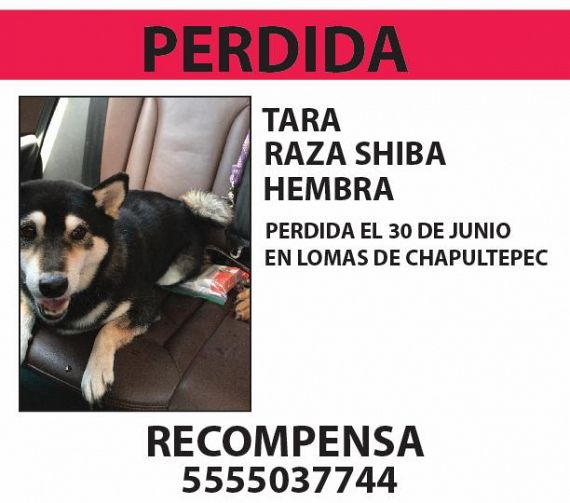 cartel de perro perdido