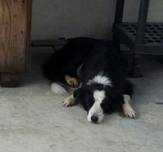 cartel de perro perdido