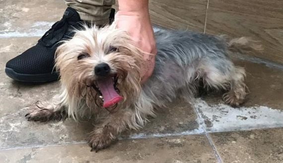 cartel de perro perdido