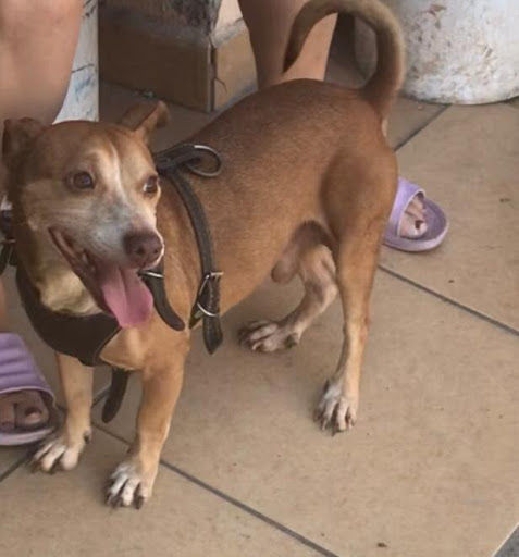 cartel de perro perdido