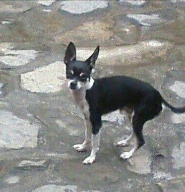 cartel de perro perdido