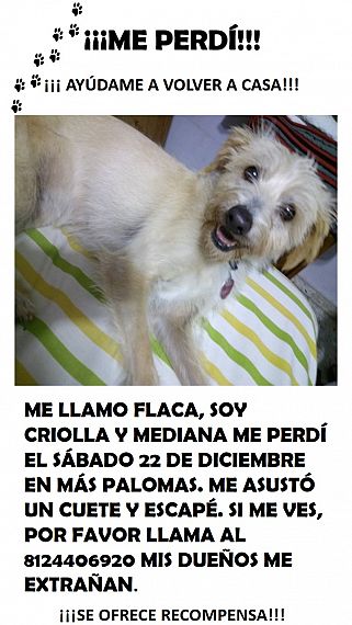 cartel de perro perdido