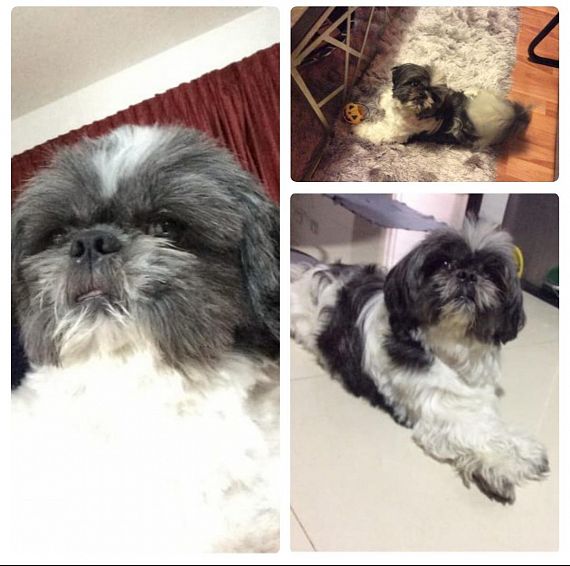 cartel de perro perdido