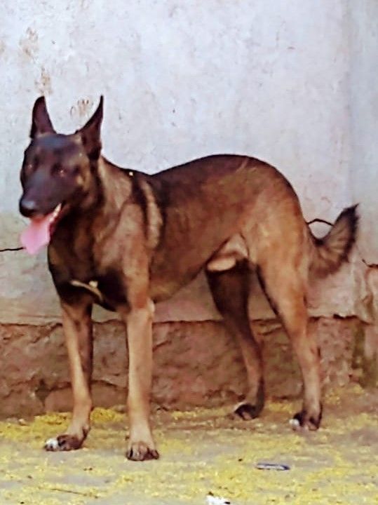 cartel de perro perdido