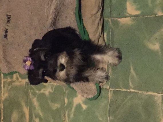 cartel de perro perdido