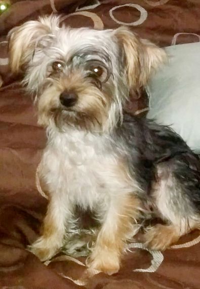 cartel de perro perdido