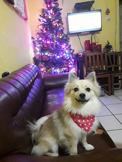 cartel de perro perdido