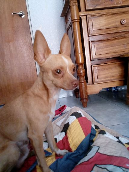 cartel de perro perdido