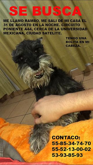 cartel de perro perdido