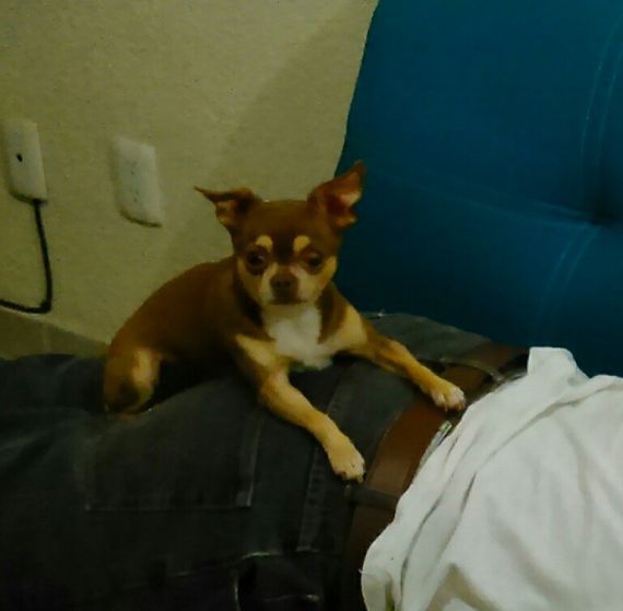 cartel de perro perdido