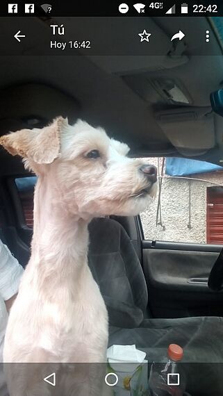 cartel de perro perdido