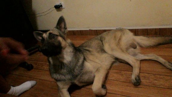 cartel de perro perdido