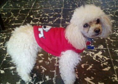 cartel de perro perdido