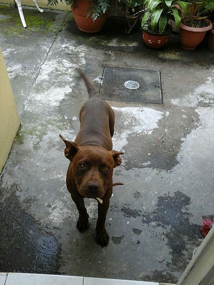 cartel de perro perdido