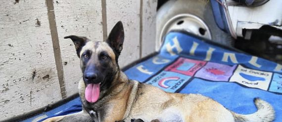 cartel de perro perdido