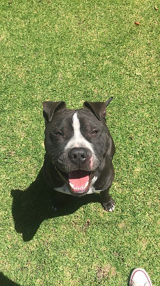 cartel de perro perdido