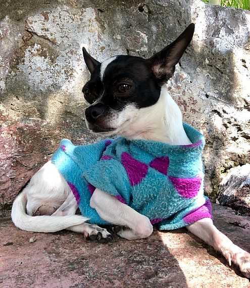 cartel de perro perdido