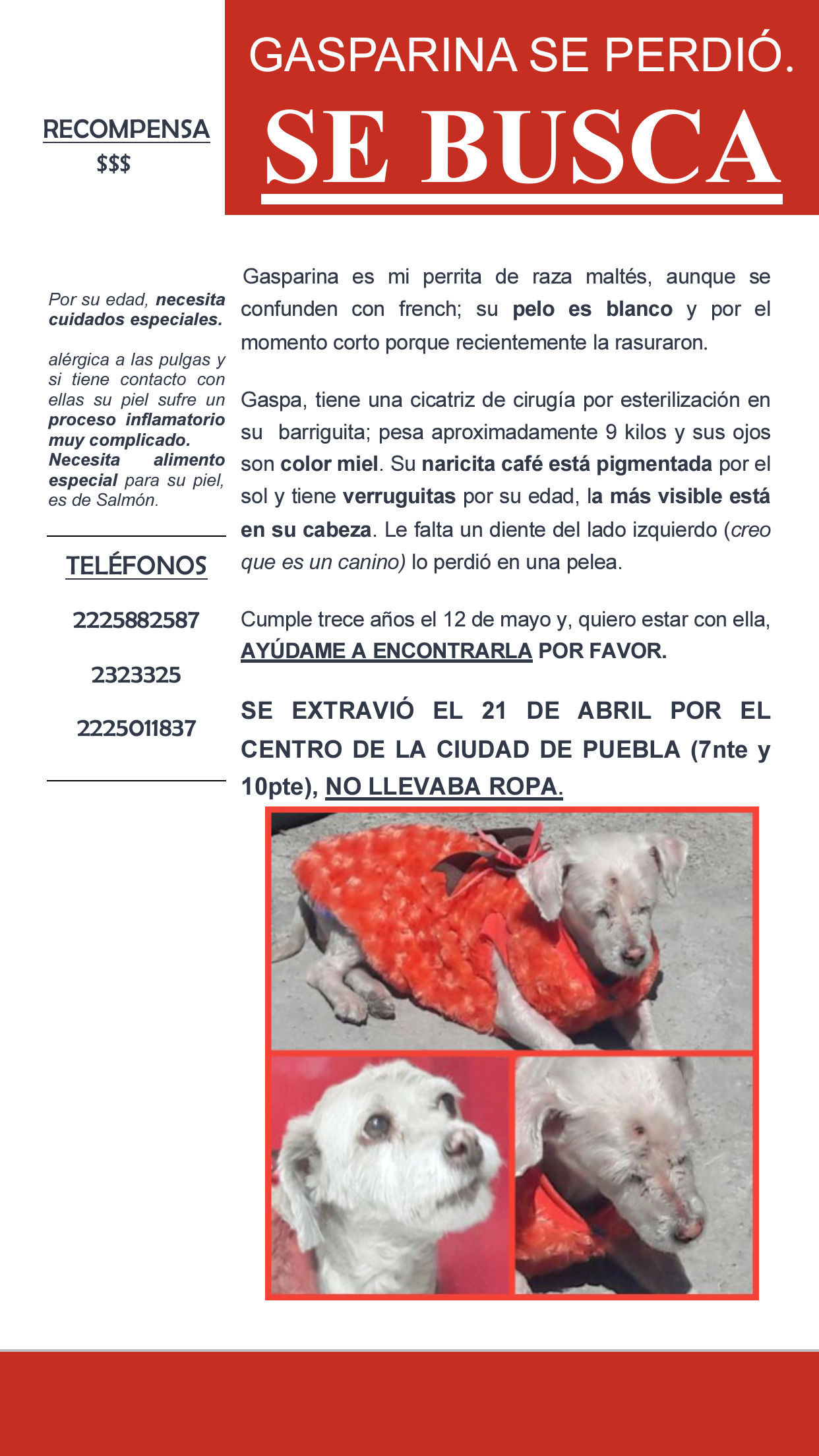 cartel de perro perdido