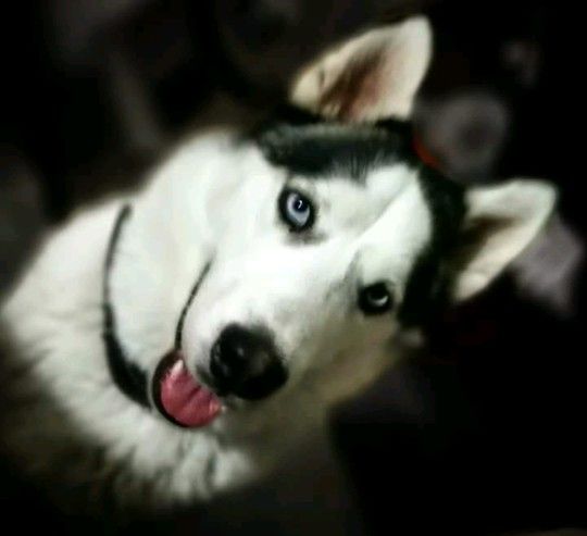 cartel de perro perdido