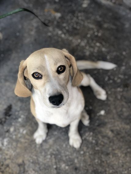 cartel de perro perdido