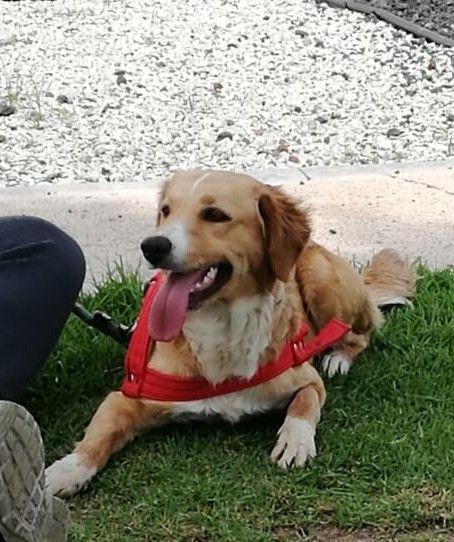 cartel de perro perdido