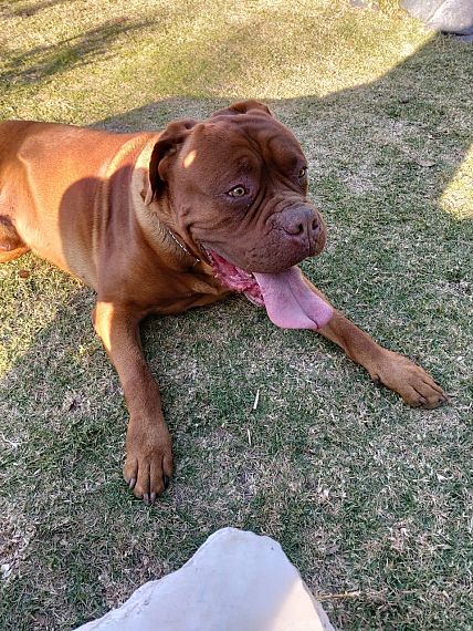 cartel de perro perdido