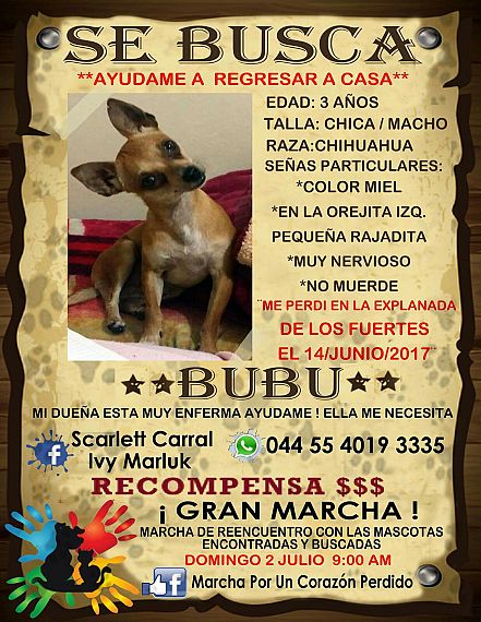 cartel de perro perdido