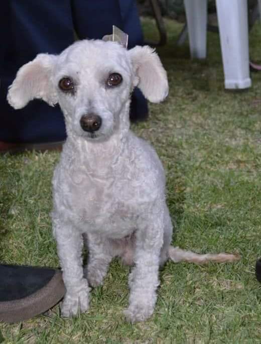 cartel de perro perdido