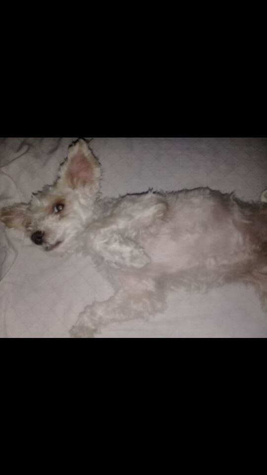 cartel de perro perdido