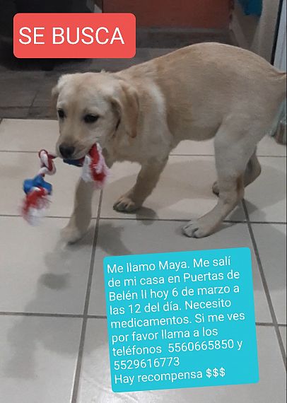 cartel de perro perdido