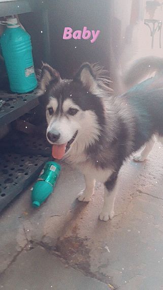 cartel de perro perdido