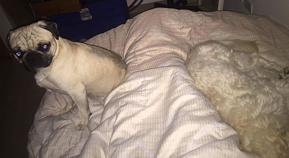 cartel de perro perdido