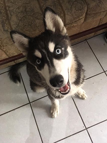 cartel de perro perdido