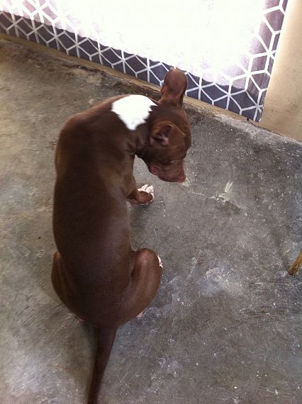 cartel de perro perdido