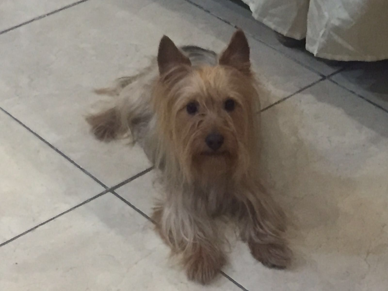 cartel de perro perdido