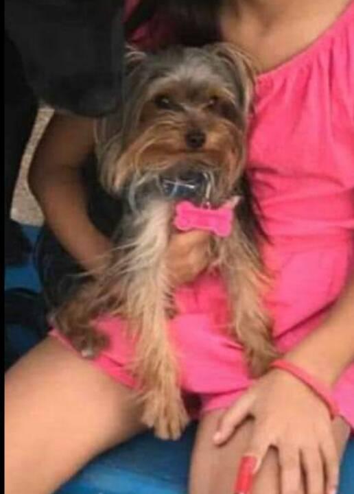 cartel de perro perdido