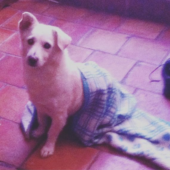 cartel de perro perdido