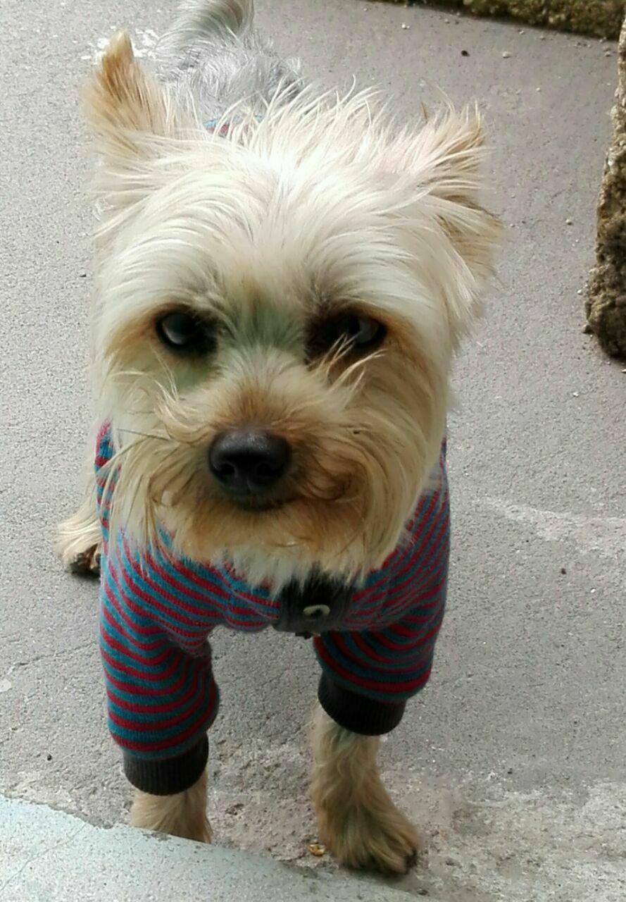 cartel de perro perdido