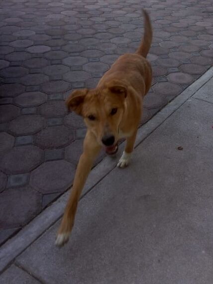 cartel de perro perdido