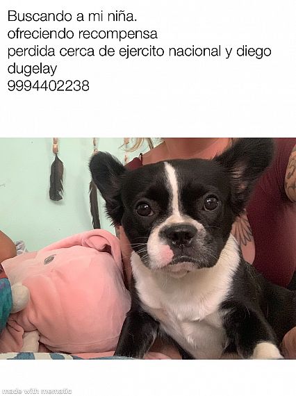 cartel de perro perdido