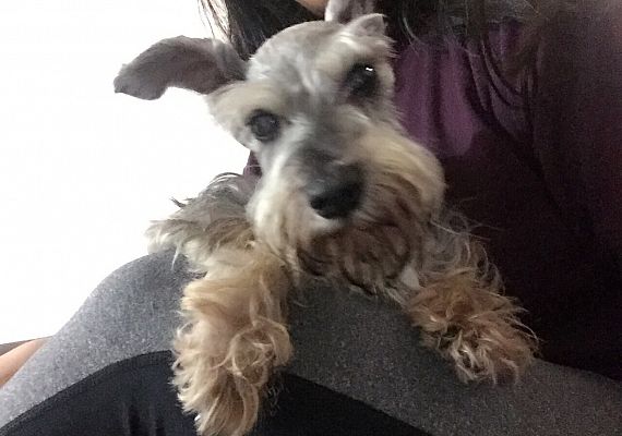 cartel de perro perdido