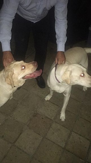 cartel de perro perdido